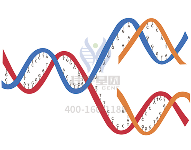 【佳學(xué)基因檢測(cè)】威廉姆斯綜合癥基因檢測(cè)避免誤診