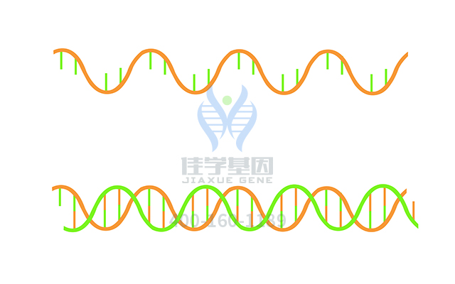 【佳學(xué)基因檢測(cè)】需要多長(zhǎng)時(shí)間可以拿BCHE氟化物2型基因解碼、<a href=http://m.floridacomunitycollege.com/tk/jiema/cexujishu/2021/31933.html>基因檢測(cè)</a>報(bào)告？