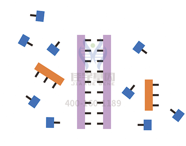 【佳學基因檢測】做多線粒體功能障礙綜合征5型基因解碼、<a href=http://m.floridacomunitycollege.com/tk/jiema/cexujishu/2021/31933.html>基因檢測</a>方便嗎？