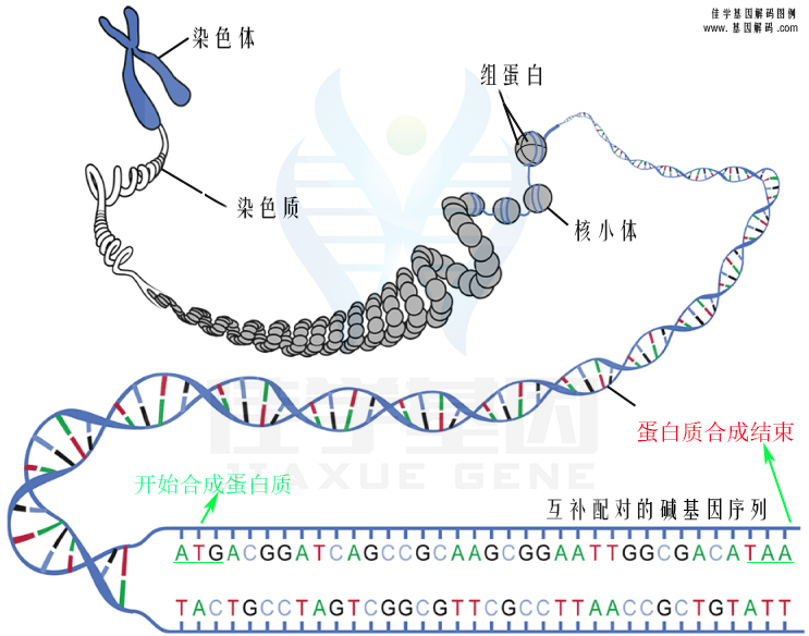 【佳學(xué)基因檢測(cè)】短肋胸椎發(fā)育異常3型有或沒(méi)有多指（趾）畸形基因解碼、<a href=http://m.floridacomunitycollege.com/tk/jiema/cexujishu/2021/31933.html>基因檢測(cè)</a>的樣品有區(qū)別嗎？