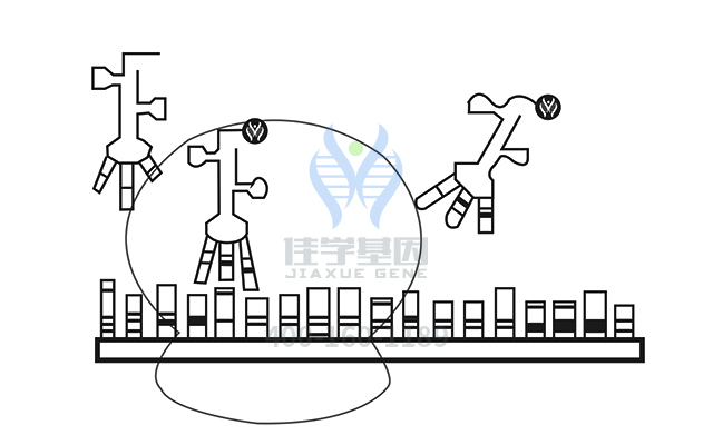 【佳學(xué)基因檢測】視網(wǎng)膜色素變性79型基因解碼、<a href=http://m.floridacomunitycollege.com/tk/jiema/cexujishu/2021/31933.html>基因檢測</a>報(bào)告時(shí)間是一樣的嗎？