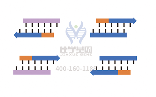 【佳學(xué)基因檢測(cè)】裂開性小眼畸形基因解碼、<a href=http://m.floridacomunitycollege.com/tk/jiema/cexujishu/2021/31933.html>基因檢測(cè)</a>的報(bào)告有人解讀嗎？