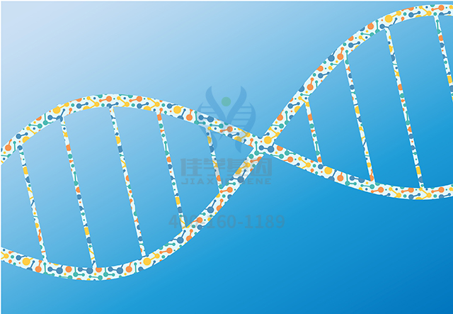 【佳學(xué)基因檢測(cè)】如何做酰基輔酶A脫氫酶家族成員9缺乏癥基因解碼、<a href=http://m.floridacomunitycollege.com/tk/jiema/cexujishu/2021/31933.html>基因檢測(cè)</a>？