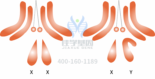 【佳學(xué)基因檢測】甲狀腺功能異常基因解碼、<a href=http://m.floridacomunitycollege.com/tk/jiema/cexujishu/2021/31933.html>基因檢測</a>的樣品有區(qū)別嗎？