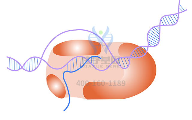 【佳學基因檢測】甲狀腺發(fā)育異常1基因解碼、<a href=http://m.floridacomunitycollege.com/tk/jiema/cexujishu/2021/31933.html>基因檢測</a>報告時間是一樣的嗎？