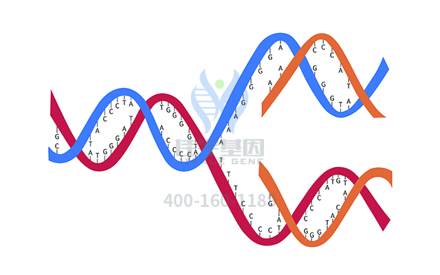 【佳學(xué)基因檢測(cè)】做耳聾常染色體隱性遺傳86型基因解碼、<a href=http://m.floridacomunitycollege.com/tk/jiema/cexujishu/2021/31933.html>基因檢測(cè)</a>的費(fèi)用是多少？