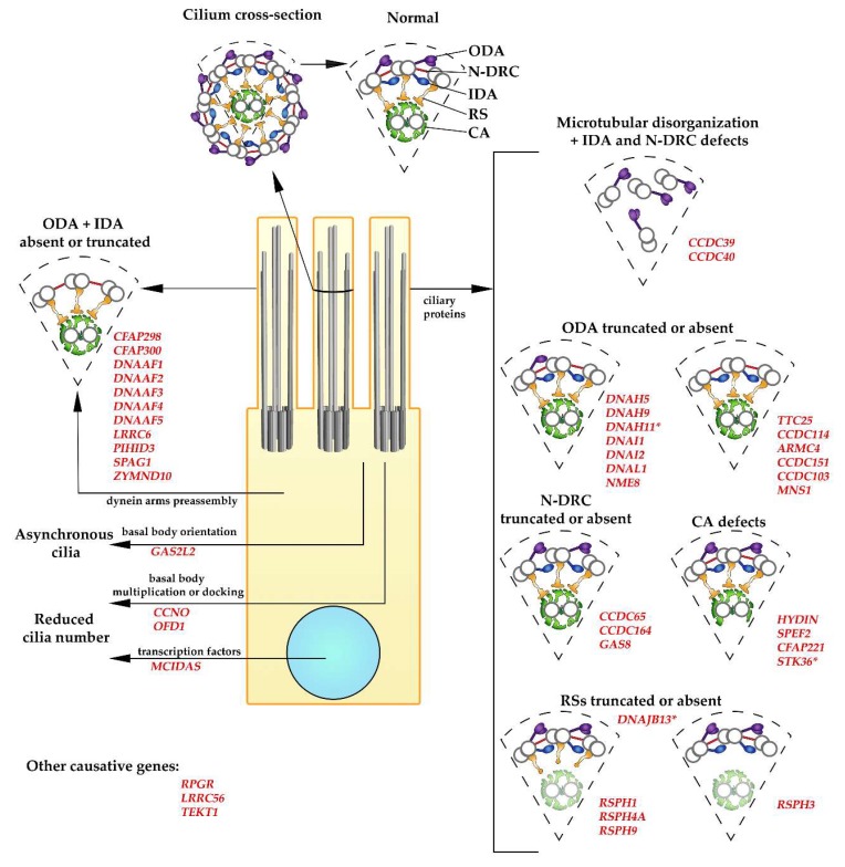 An external file that holds a picture, illustration, etc.
Object name is cells-08-01614-g002.jpg